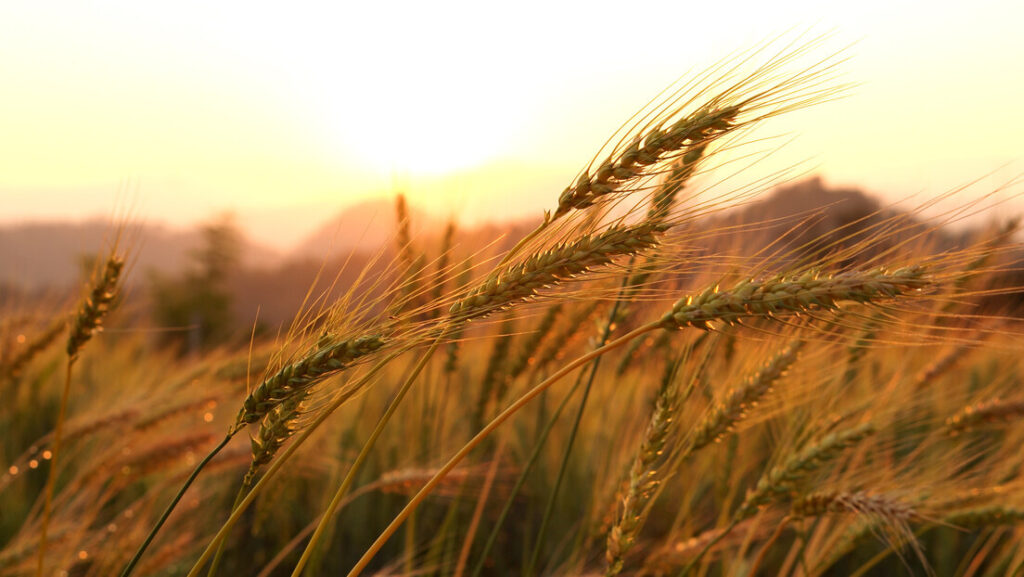 О. Дарко Р. Ђого: Јечам на вјетру – или могу ли завјетни народи преживјети без завјета?